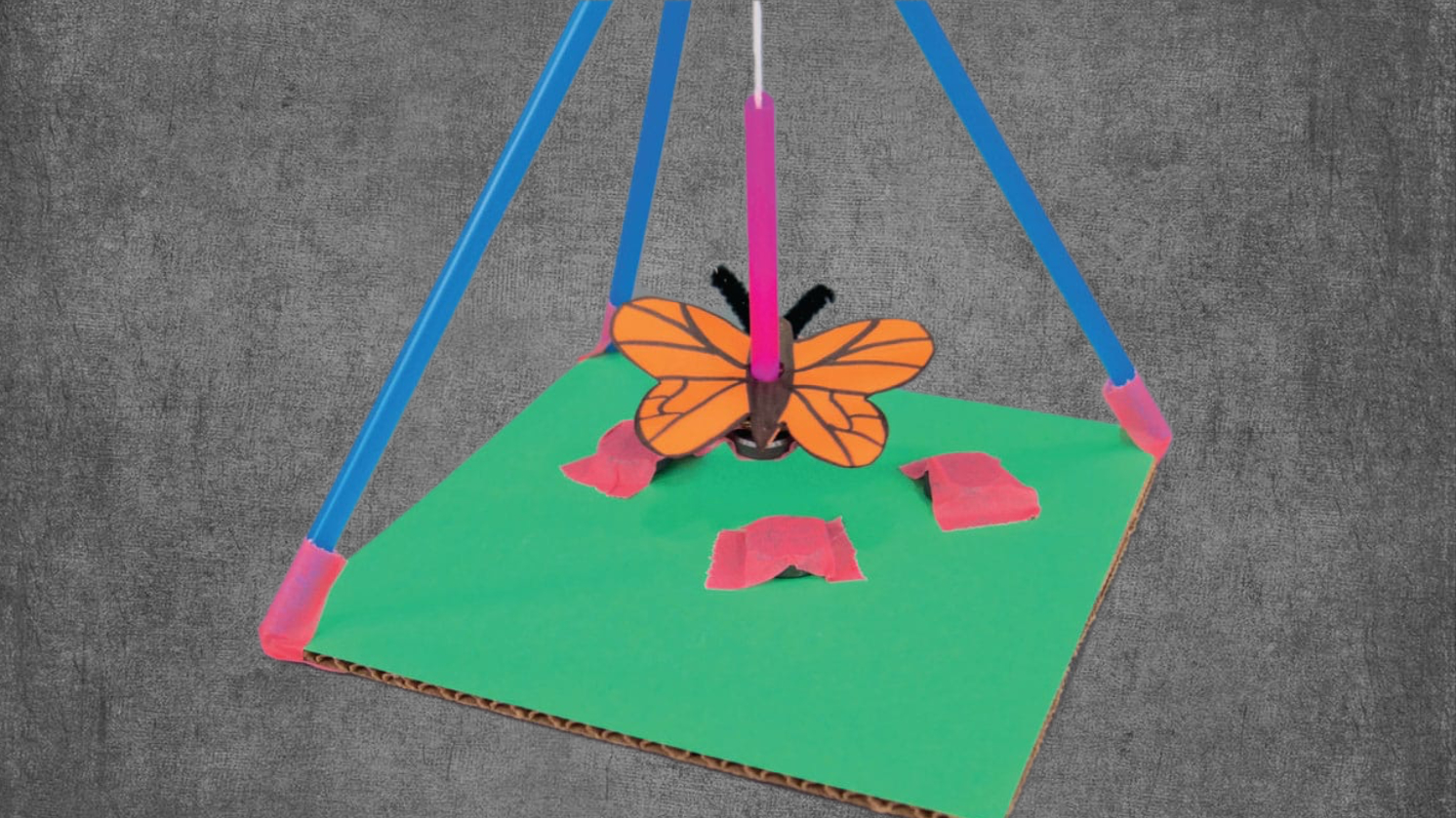 Lily & Steve: Butterfly Trainers